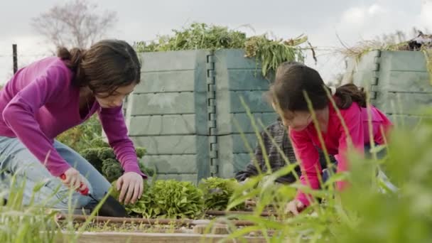 Kinder arbeiten auf einem Biobauernhof, jäten und gießen Gemüse — Stockvideo