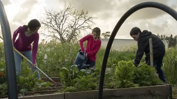Üç çocuk organik sebze bahçesinde çalışıyor yabani otları temizliyor ve bitkileri suluyor. — Stok video