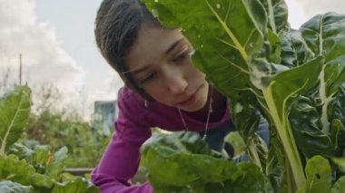 Organik sebze bahçesinde çalışan bir kız.