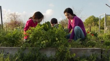 Üç çocuk organik sebze bahçesinde çalışıyor yabani otları temizliyor ve bitkileri suluyor.