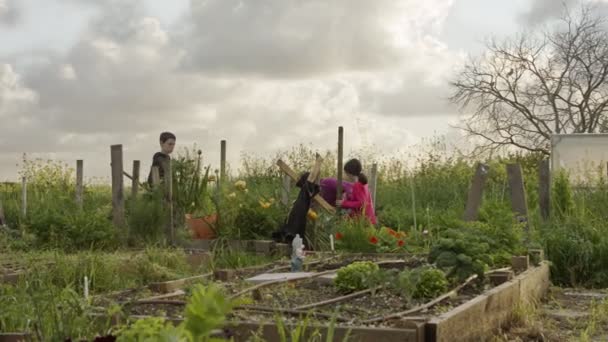 Tres niños trabajando en un huerto ecológico deshierbe y regar plantas — Vídeos de Stock