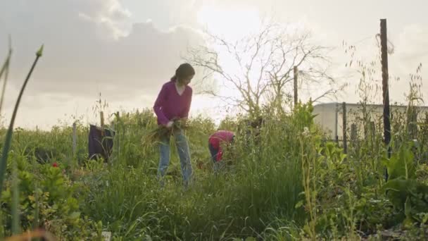 Tre bambini che lavorano in un orto biologico diserbo e irrigazione piante — Video Stock