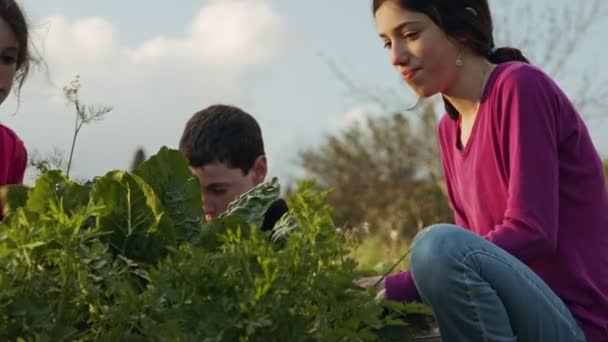 Drei Kinder, die in einem Bio-Gemüsegarten Unkraut jäten und Pflanzen gießen — Stockvideo