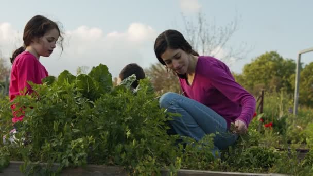 Organik sebze çiftliğindeki çocuklar otlama ve sulama bitkileri ve sebzeler — Stok video