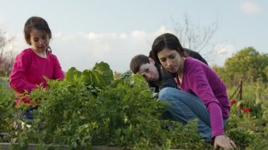 Organik sebze çiftliğindeki çocuklar otlama ve sulama bitkileri ve sebzeler