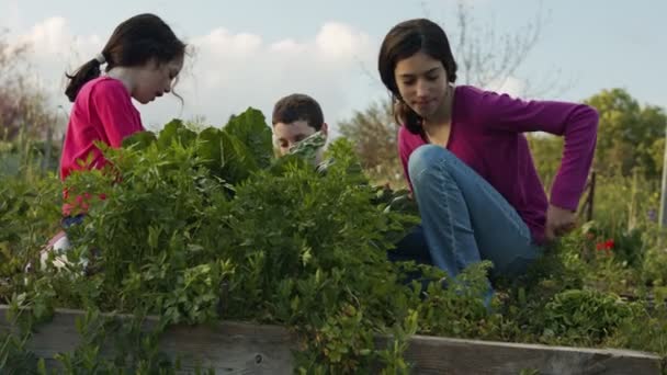 Enfants dans une exploitation maraîchère biologique désherbage et arrosage de plantes et légumes — Video