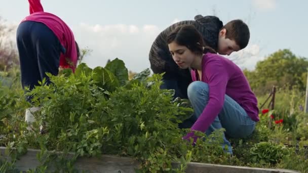 Enfants dans une exploitation maraîchère biologique désherbage et arrosage de plantes et légumes — Video