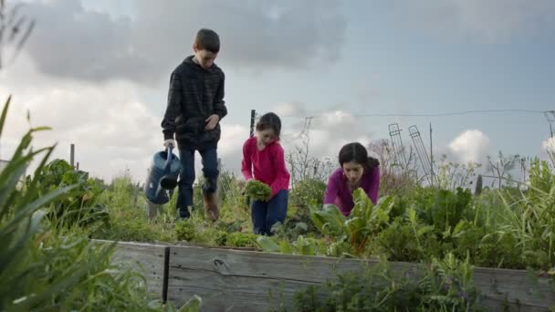 Tres niños trabajando en un huerto ecológico deshierbe y regar plantas — Vídeos de Stock