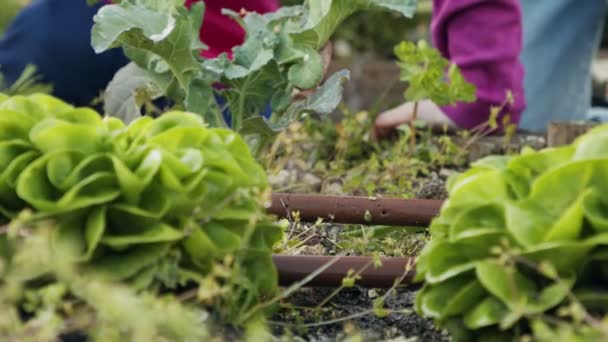 Gros plan sur les mains des enfants travaillant dans un potager bio — Video