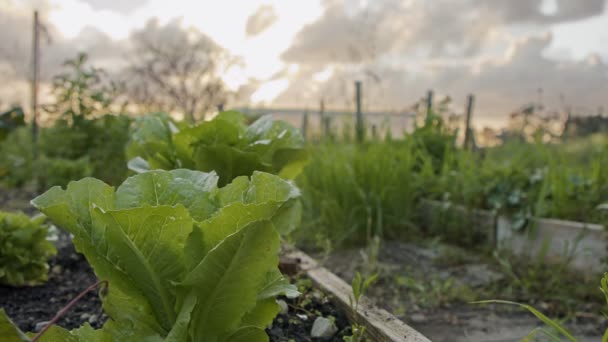 Ekologická zelenina v malé venkovské zahradě při západu slunce — Stock video