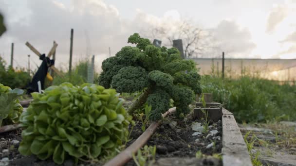 Bio-Gemüse in einem kleinen Bauerngarten bei Sonnenuntergang — Stockvideo