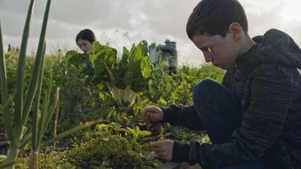 Tres niños trabajando en un huerto ecológico deshierbe y regar plantas — Vídeos de Stock