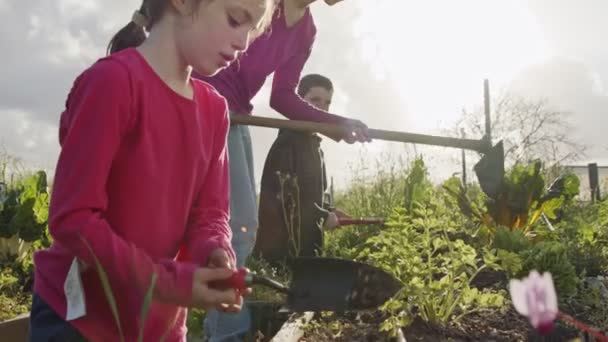 Tři děti pracující v ekologickém zahradním plevele a zavlažování rostlin — Stock video