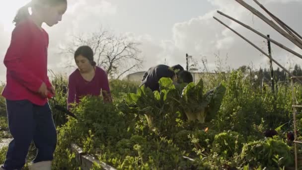 Junges Mädchen pflückt einen Bio-Salat auf einem kleinen Gemüsegarten — Stockvideo