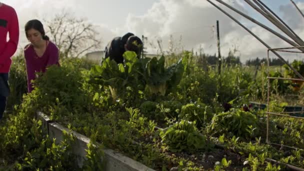 Niña recogiendo una lechuga orgánica en un pequeño huerto — Vídeos de Stock