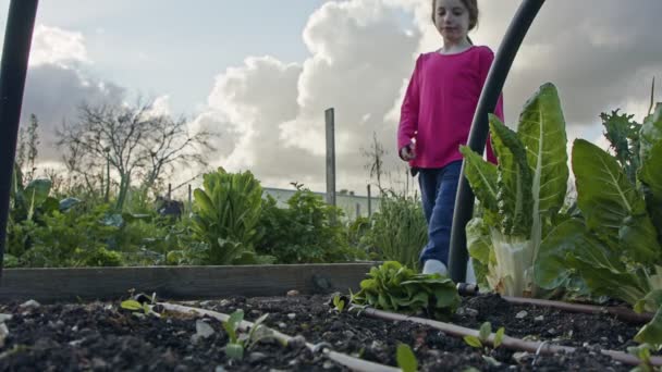 小女孩在一个小蔬菜园里摘有机生菜 — 图库视频影像