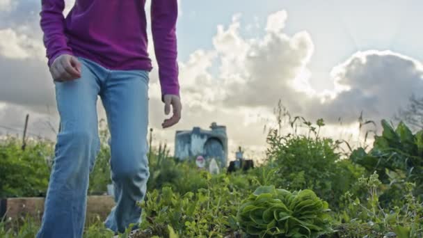 Flicka plockar en ekologisk sallad i en liten grönsaksträdgård — Stockvideo