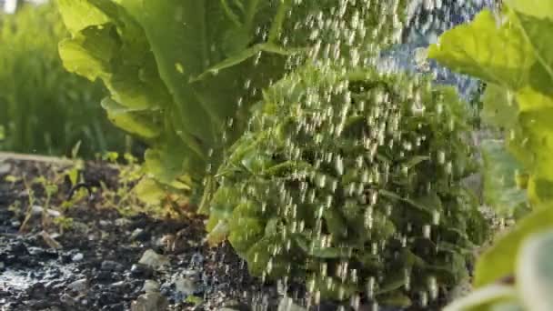 Lento movimiento de lechuga orgánica que se riega en una pequeña granja de verduras — Vídeo de stock