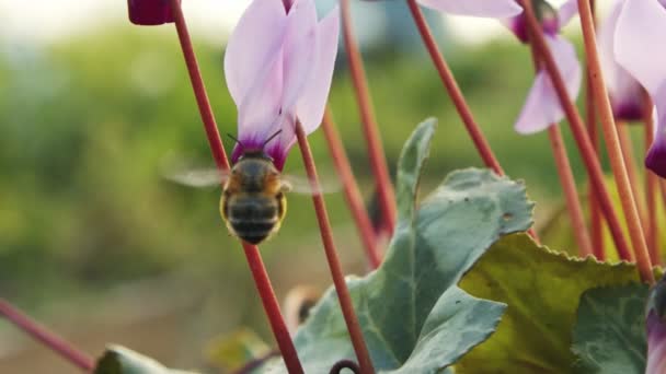 Långsam rörelse makro av en honung bi dricka nektar från en cyklamen blomma — Stockvideo