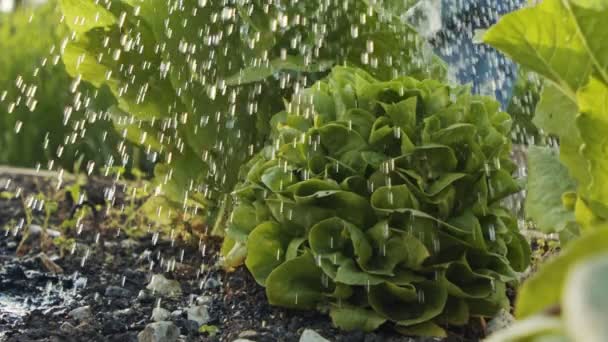 Zeitlupe von Bio-Salat, der in einem kleinen Gemüsebauernhof gegossen wird — Stockvideo