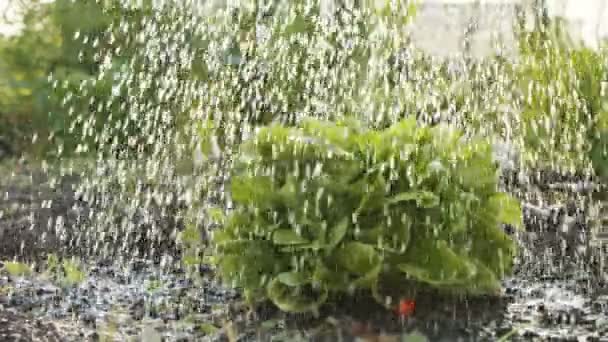 Медленное движение органического салата поливают на небольшой овощной ферме — стоковое видео