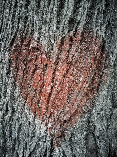 Aşkın kalbini ahşap dokuya çizmek kırmızı renge büründürür. Sevgililer Günü.