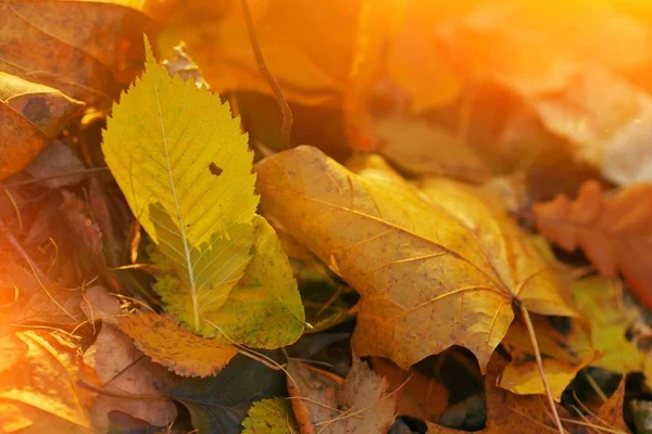 Beautiful autumn background. Fallen yellow leaves on the ground in Park a Sunny day, selective focus, close-up. — Stock Photo, Image