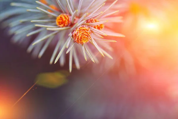 Nahaufnahme von scharfen Nadeln und jungen Knospen Blaufichte, selektiver Fokus. Freiraum für Text — Stockfoto