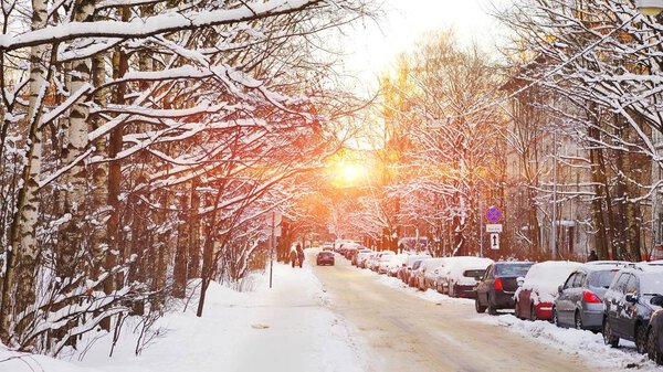 Wonderful winter landscape in St. Petersburg during sunset. White birch and cars on a city street covered with snow against bright sunlight of setting sun reflecting off Windows of high-rise buildings