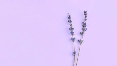 masa arka plan üzerinde düzenlenmiş mor leylak mor lavanta çiçek buketi. Üst görünüm, düz lay mock up, kopya alanı. Minimal arka plan konsepti. Kuru çiçek çiçek kompozisyon izole. Spa cilt bakımı.