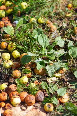 Portre gün güneşli yaz düşmüş elma. Ronnie'nin