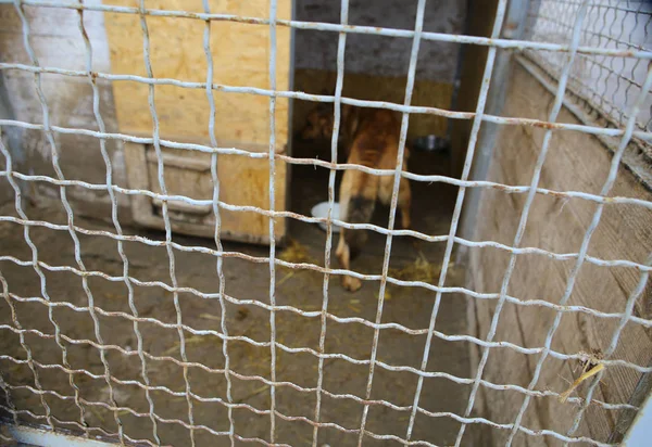 Abrigo de animais.Embarque em casa para cães — Fotografia de Stock