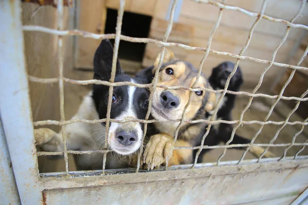 Animal shelter.Boarding home for dogs — Stock Photo, Image