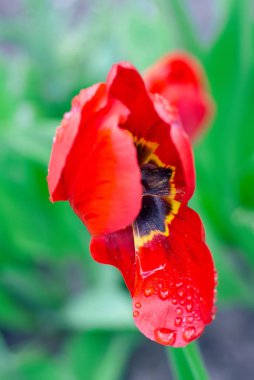 Taze bahar lale çiçekleri su ile damla bahçede