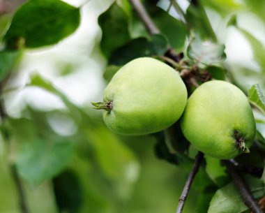 Elma bahçesinde ağaç üzerinde büyüyor. Elma dal