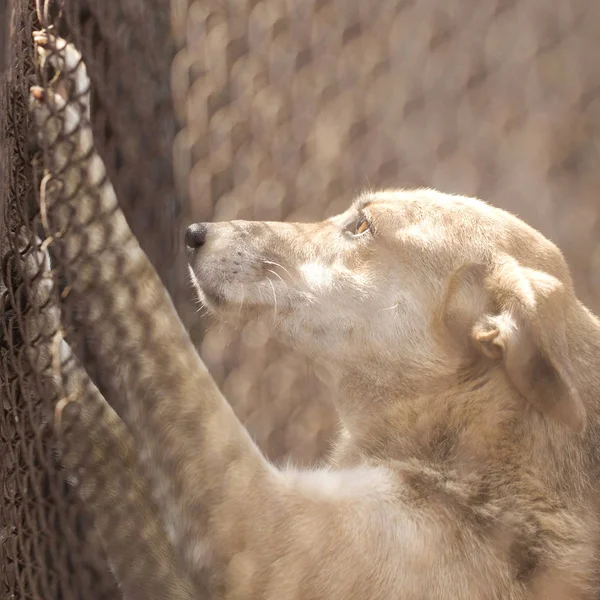 Refugio de animales.Pensión para perros — Foto de Stock