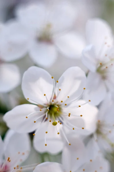 Цветок вишни Лицензионные Стоковые Изображения