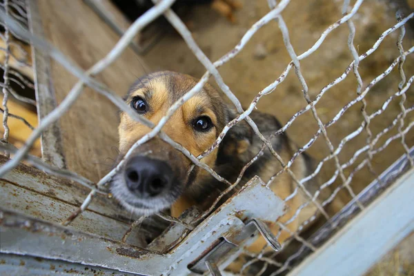 Animal shelter.Boarding home for dogs — Stock Photo, Image