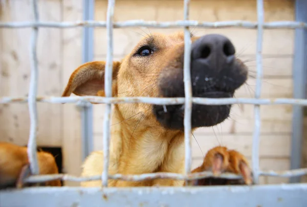 Refugio de animales.Pensión para perros — Foto de Stock