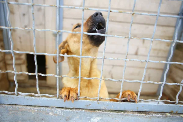 Refugio de animales.Pensión para perros — Foto de Stock