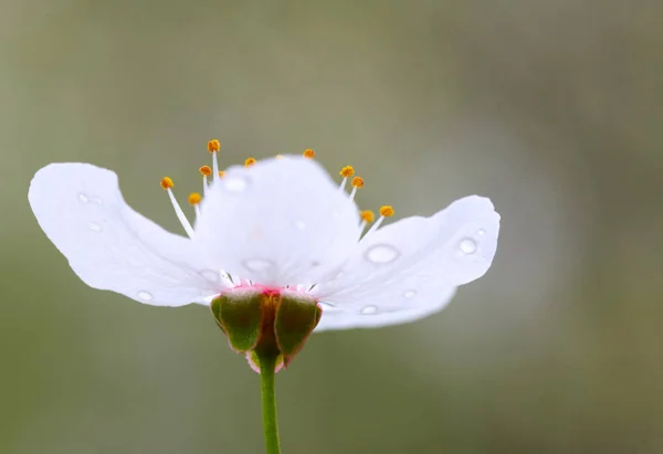 꽃의 근접 촬영 — 스톡 사진
