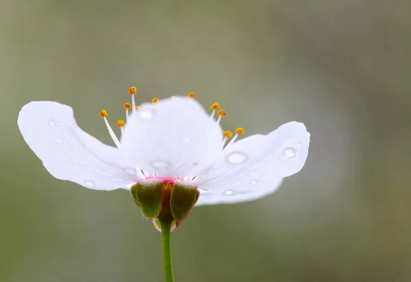 Närbild av cherry blossom — Stockfoto