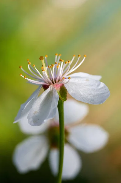 Цветок вишни — стоковое фото