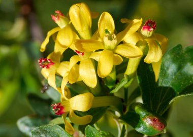 güzel yaz Bahçe çiçek