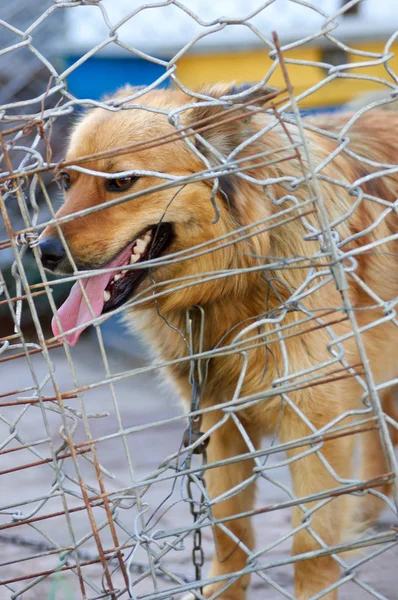 Animal shelter.Boarding home for dogs — Stock Photo, Image