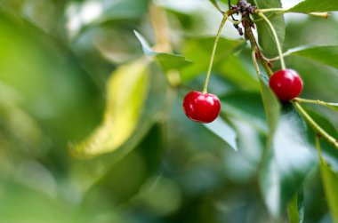 Kiraz çiftliğinde bahçede bir ağaç üzerinde olgunlaşma genç. Olgun kırmızı fruit.Organic tarım