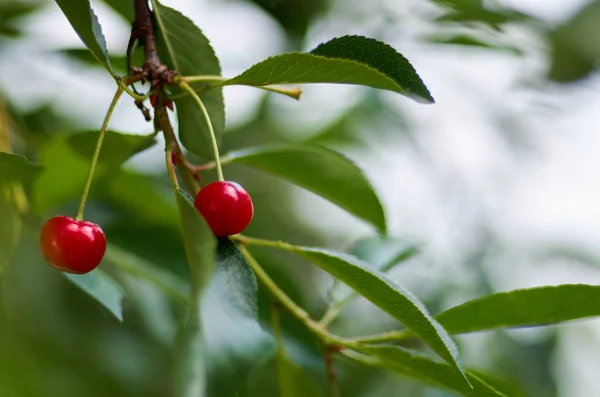 Jong rijping kersen op een boom in de tuin op de boerderij. Rijpe rode fruit.Organic landbouw — Stockfoto