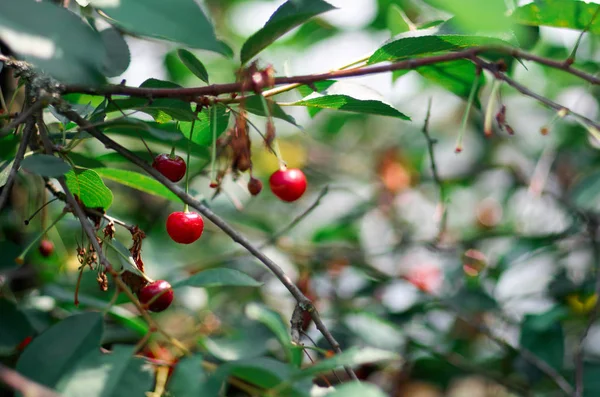 Young ripening cherries on a tree in the garden at the farm. Ripe red fruit.Organic farming — Stock Photo, Image