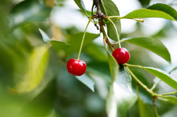 Young ripening cherries on a tree in the garden at the farm. Ripe red fruit.Organic farming — Stock Photo, Image