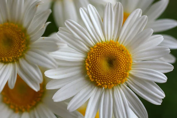 Primer plano de una hermosa margarita amarilla y blanca flores en verde n —  Fotos de Stock